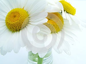 Shasta Daisy