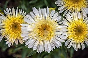 Shasta Daisy