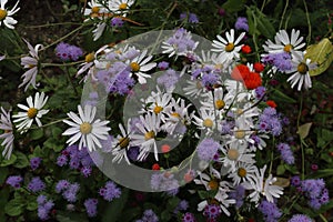 shasta daisy and ageratum in garden