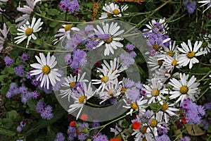 shasta daisy and ageratum in garden