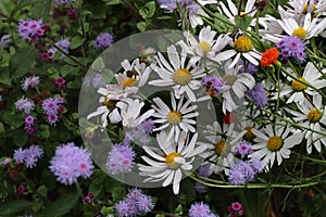 shasta daisy and ageratum in garden