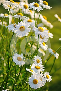 Shasta daisy flowers photo