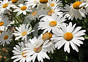 Shasta daisy flowers