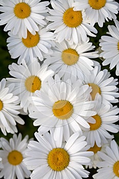 Shasta daisy flowers in bloom