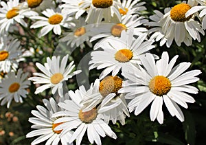 Shasta daisy flowers photo