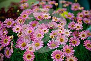 Shasta daisy flowers in garden