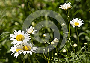 Alaska Shasta Daisy