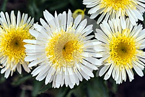 Shasta Daisy