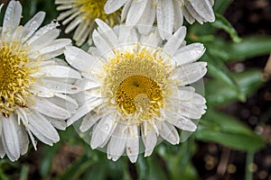 Shasta Daisy