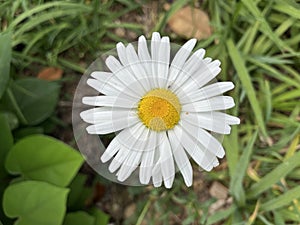 Shasta Daisy in full bloom