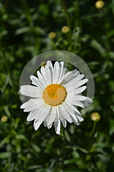 Shasta daisy Gigant