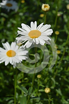 Shasta daisy Gigant photo