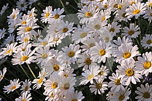 Shasta Daisy photo