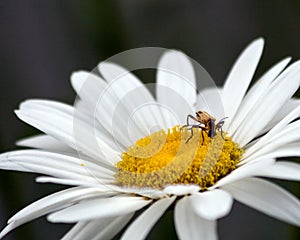 Shasta daisy