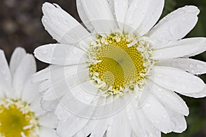 Shasta Daisy - Real Dream