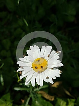 Shasta daisy with small beetles on the bloom in a garden