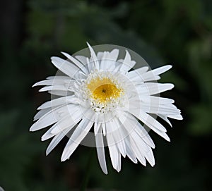 Shasta Daisy