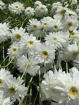 Shasta Daisys