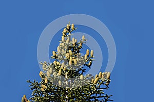 Shasta Red Fir Loaded With Cones