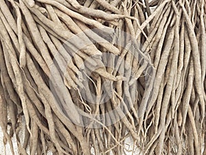Shatavari or asparagus racemosus background. photo