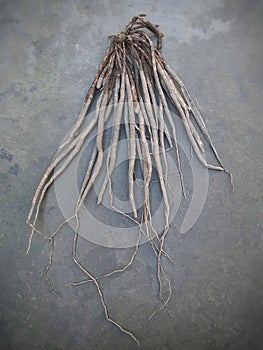 Shatavari or asparagus racemosus on the floor photo