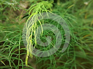 Shatavari or asparagus racemosus plant and soft leaves