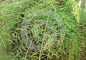 Shatavari or asparagus racemosus plant and soft leaves