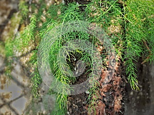 Shatavari or asparagus racemosus plant and soft leaves