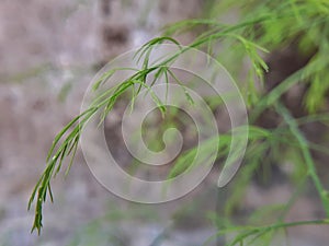 Shatavari or asparagus racemosus plant and soft leaves