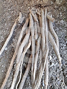 Shatavari or asparagus racemosus roots in the soil
