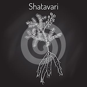 Shatavari Asparagus racemosus , or shatamull, medicinal plant