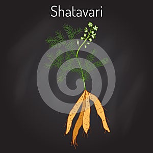 Shatavari Asparagus racemosus , or shatamull, medicinal plant