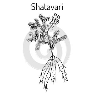 Shatavari Asparagus racemosus , or shatamull, medicinal plant photo
