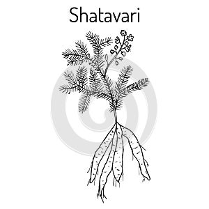 Shatavari Asparagus racemosus , or shatamull, medicinal plant