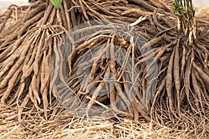 Shatavari or asparagus racemosus willd roots on nature background