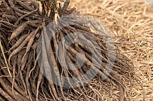 Shatavari or asparagus racemosus willd roots on nature background