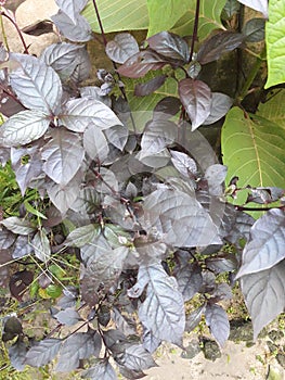 Shatavari is a climbing plant and its meaning is that â€œshe possesses 100 husbands.â€ U