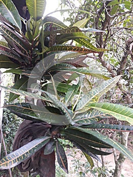 Shatavari is a climbing plant and its meaning is that â€œshe possesses 100 husbands.â€ U