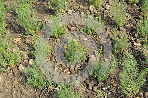 Shatavari plant in garden