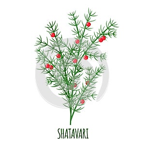 Shatavari plant vector icon in flat style isolated on white background