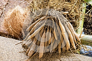 Shatavari roots have medicinal properties.