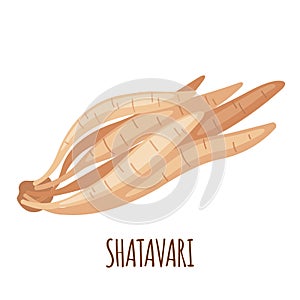 Shatavari roots vector icon in flat style isolated on white background