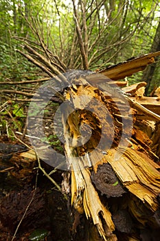 Shattered, dead, red spruce tree on Mt. Sunapee, New Hampshire