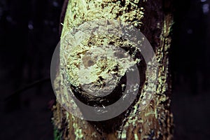 Shattered tree bark by insect bark beetle. close black background. soft focus