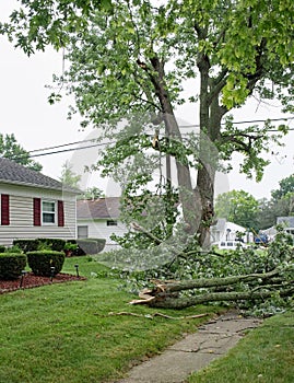 Shattered Tree Branches Downed in Severe Storm