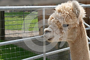 Shaved Alpaca in park