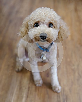 Shaved apricot poodle with soulful longing eyes