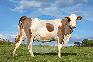 Shaved red brown dairy show cow stands proudly in a pasture, fully in focus, blue sky, green grass. standing on grass in a meadow
