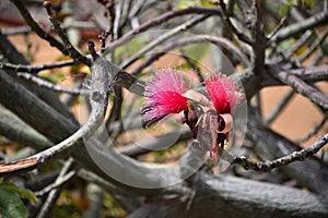 Shaving-brush-tree or amapolla tree Pseudobombax ellipticum photo