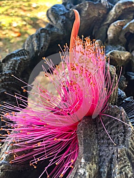 Shaving brush tree Pseudobombax ellipticum flower. photo